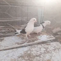 کفتر