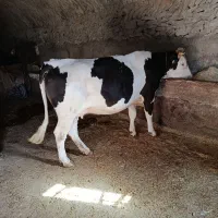 گاو سیمینتال 5ماه آبستن بهمراه گوسالهنر200کیلو