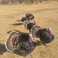 بوقلمون نر محلی ۲ساله|حیوانات مزرعه|دیواندره, |دیوار