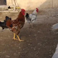 گلین مرغ و خروس|حیوانات مزرعه|ماهدشت, |دیوار