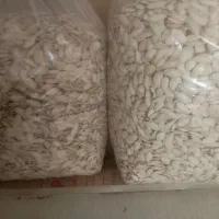 تخمه کدو درشت ارزان فروش فوری