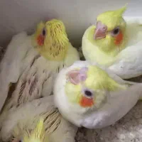 جوجه عروس هلندی