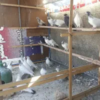 کبوتر کله دم سبز|پرنده|ابریشم, |دیوار