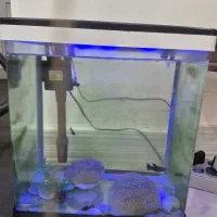 آکواریوم|ماهی|بندر کنگان, |دیوار