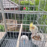 فروش عروس هلندی|پرنده|نوشهر, |دیوار