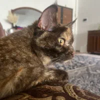 واگذاری گربه