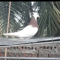 طوقی|پرنده|بم, |دیوار