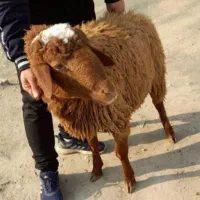 بره کشتنی به شرط