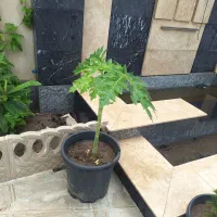 فروش نهال پاپایا