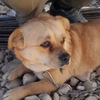 فروش 2عددسگ