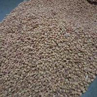 گندم اصلاح شده،پیشگام مادری