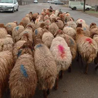 ارگانیک مرغوب به صرفگوسفند برهزنده