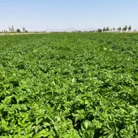 سیب زمینی بذری