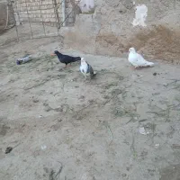 ۳عددکبوتر