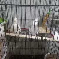 فروشی عروس هلندی نژاد وایت فیس