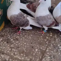 کبوتر دوکت|پرنده|شادگان, |دیوار