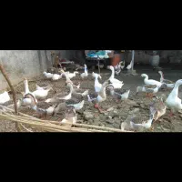 قوغاز۲ساله|حیوانات مزرعه|ساری, |دیوار