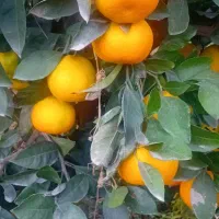 کارگر پرتقال چیدن وبسته بندی آقا وخانم|خدمات باغبانی و درختکاری|علیآباد کتول, |دیوار