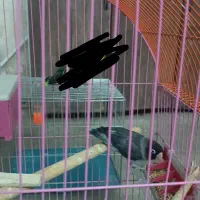 طوطی برزیلی کاسکویی نر مادش پریده|حیوانات|دزفول, |دیوار