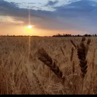 فروش-زمین-کشاورزی-50-هکتار