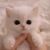 بچه گربه