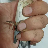 جوجه سهره|پرنده|تهران, اتابک|دیوار