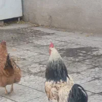 قیمت توافقی|پرنده|کنگاور, |دیوار