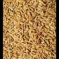 چلتیک برنج|خوردنی و آشامیدنی|یاسوج, |دیوار