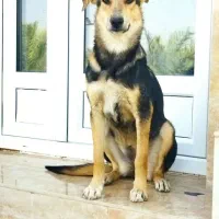 توله سگ ژرمن میکس