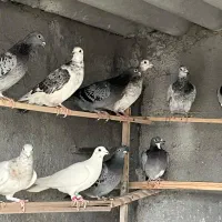 کبوتر پلاکی المانی|پرنده|معصومیه, |دیوار