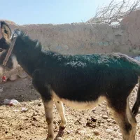 خرگلگی|حیوانات مزرعه|سده (خراسان جنوبی), |دیوار