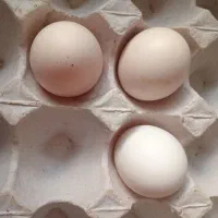 تخم مرغ محلی اصل
