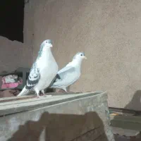 کفتر جفتگاه مگسی و چپ سبز|پرنده|ملک‌آباد, |دیوار