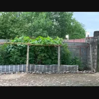 کود گاوی