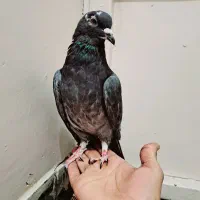 دمگیر خرقه آهنی