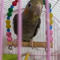 عروس هلندی 4عدد زیبا|پرنده|سقز, |دیوار