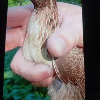 بدبده بخون صحرایی