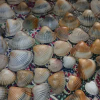 صدف دریا|ماهی|تهران, منیریه|دیوار