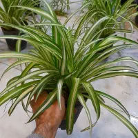 گل گندمی گلدان 14|گل و گیاه طبیعی|قم, نیروگاه|دیوار