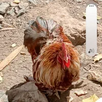 خروس خوشگل