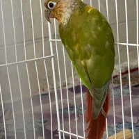 یک جفت به همراه جوجه گرینچیک