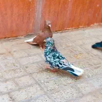 زرد و سرخ و جوجه فقط موندن باقی فروخته شد|پرنده|نیشابور, شهرک قدس|دیوار