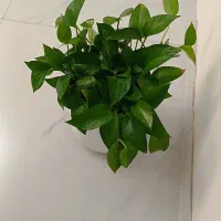 گل پتوس زیبا