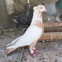 دم زرد نر سالم و مس مس