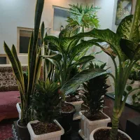 گلهای اپارتمانی سالم به قیمت مناسب