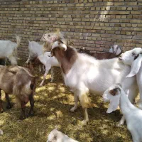 25راس بز و بزغاله و نربز دورگ پاکستانی یکجا 300م