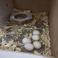 عروس هلندی جفت|پرنده|قم, زند آباد|دیوار