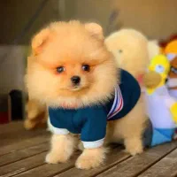 توله پامر،شیتزو،مالتیز پودل،پودل کراس