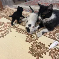 گربه مادر با دوتا بچه گربه واگذار میشه