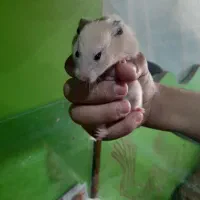 همستر|موش و خرگوش|مشهد, فریزی|دیوار